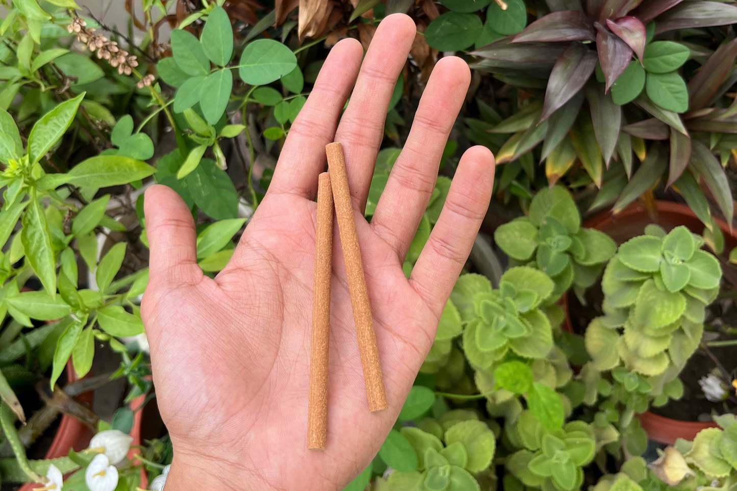 ROSE DHOOP STICKS
