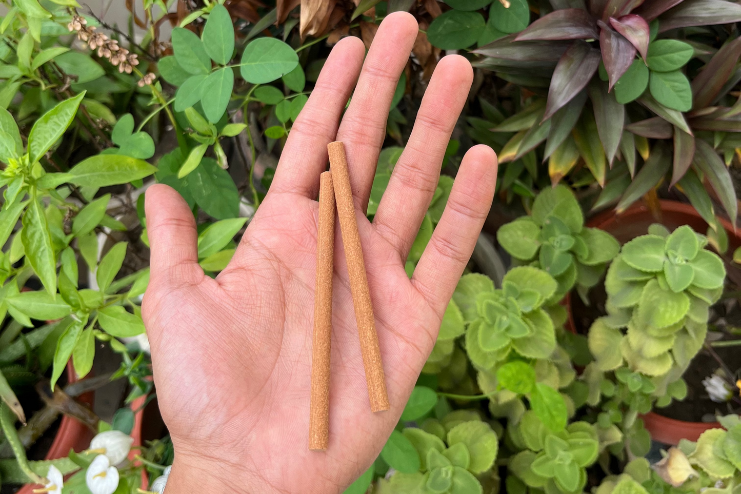 JASMINE DHOOP STICKS
