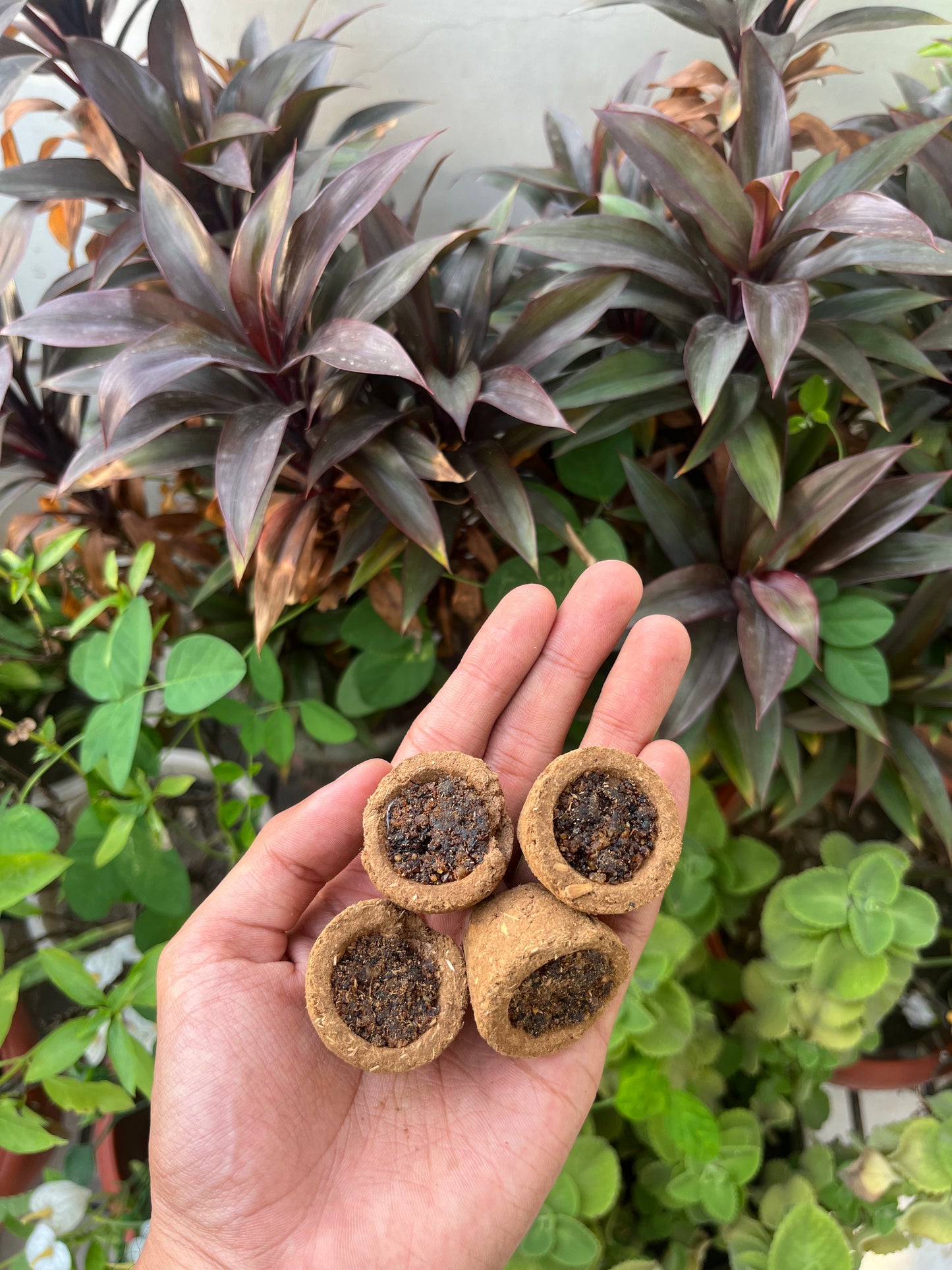 HAVAN SAMBRANI CUPS